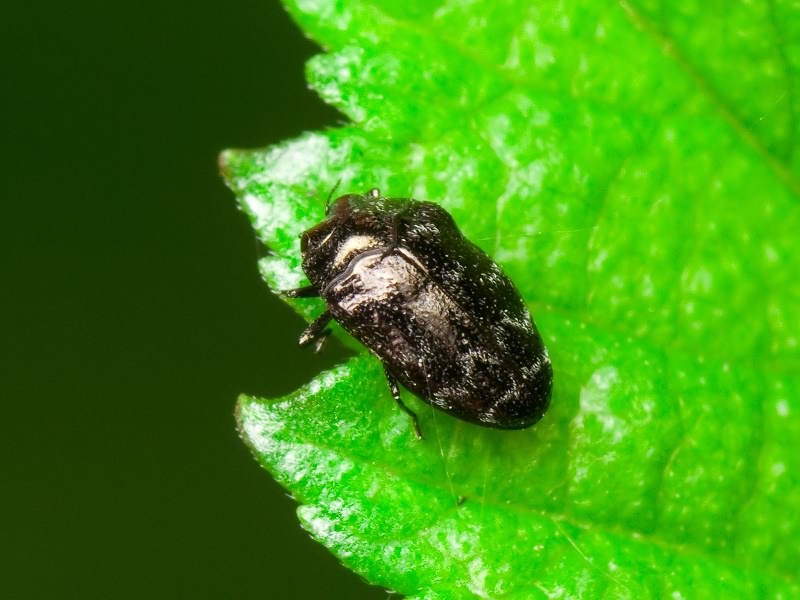 Trachys minutus minutus (Linnaeus, 1758)